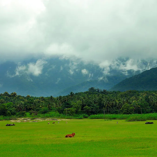 Palakkad Pravasi Association of Kuwait (PALPAK)